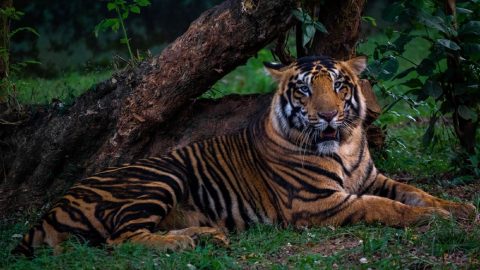 Melanistic Tigers