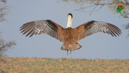 Great Indian Bustard
