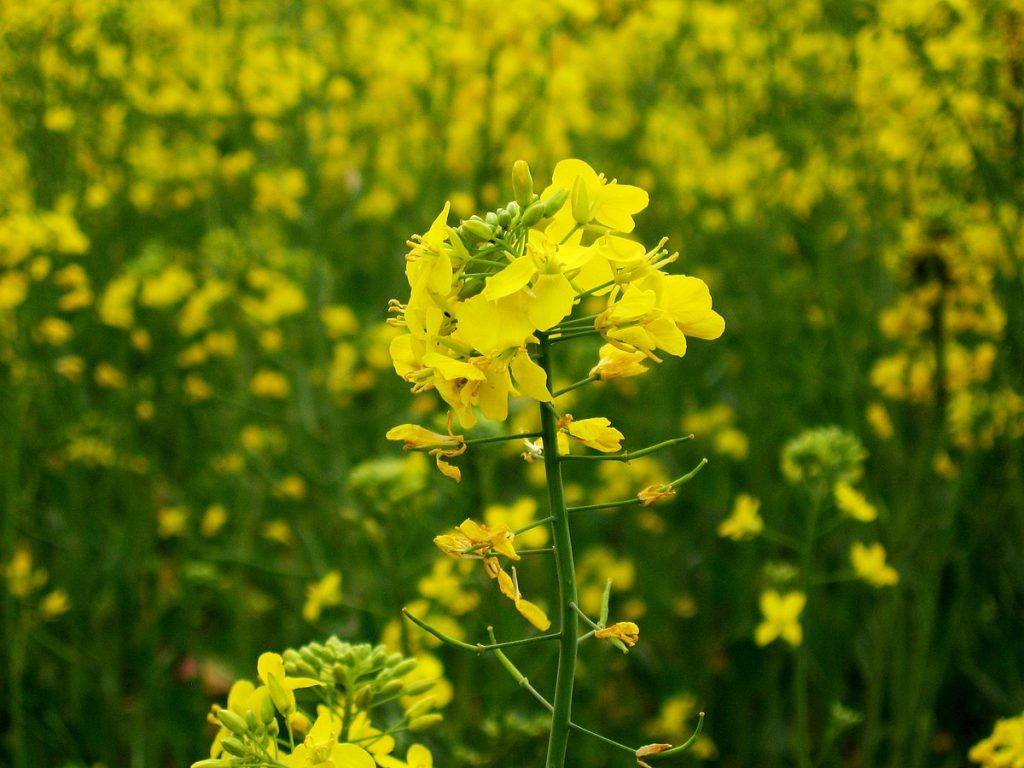 Genetically modified mustard- DMH-11