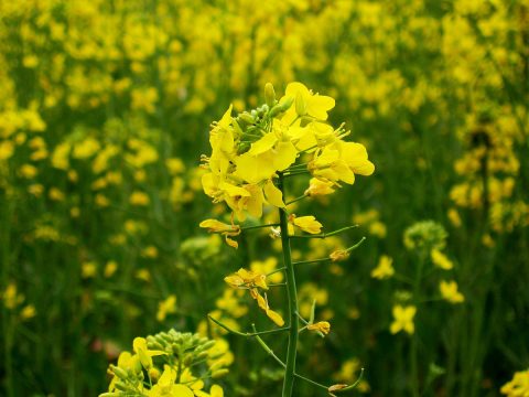 Genetically modified mustard- DMH-11