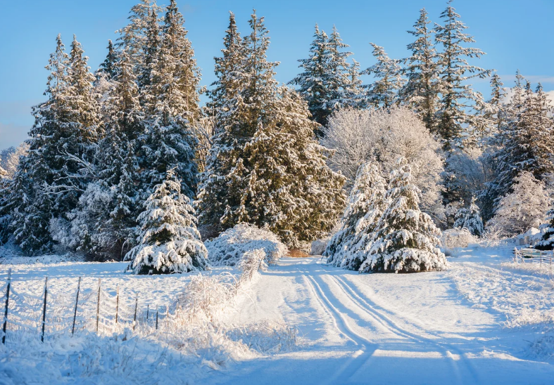 Snow cover has declined across Northern Hemisphere