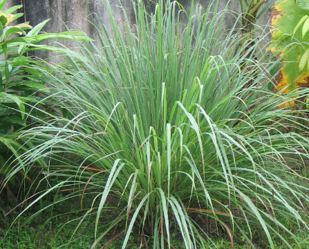Lemongrass