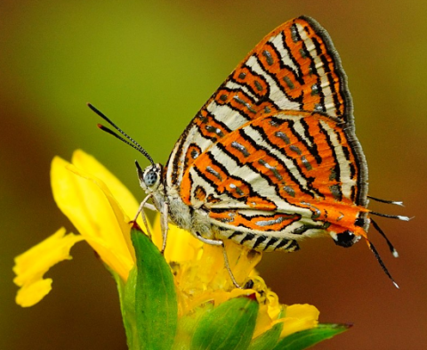 Conjoined Silverline Butterfly