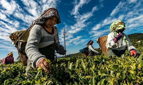 UN report on food inflation