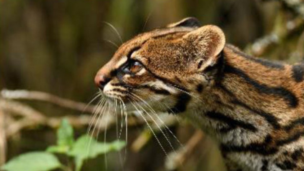 Clouded Tiger Cat