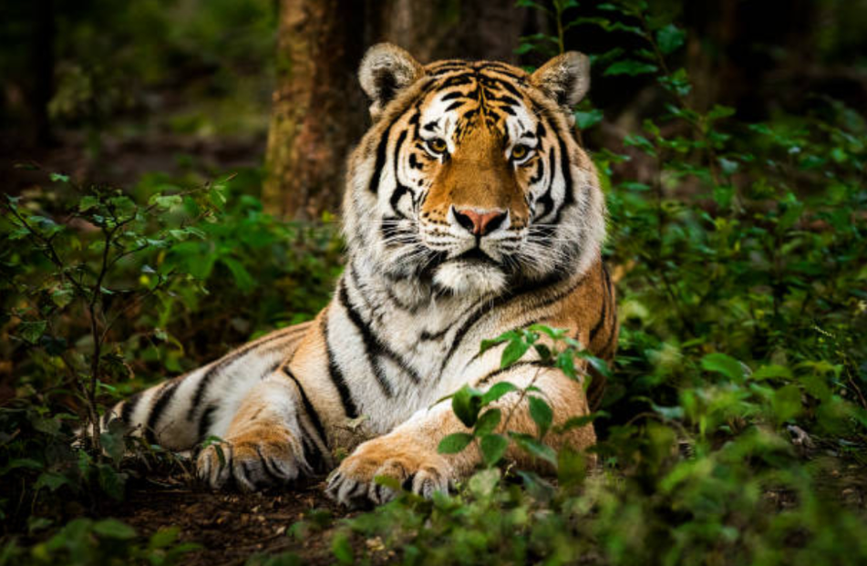 Snow Leopard in Kishtwar National Park (NP)