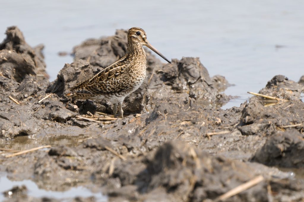 Pintails and Plovers