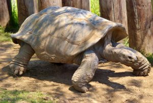 Aldabra Giant Tortoise - Current Affairs 2024