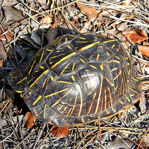 Florida Box Turtle (Terrapene carolina bauri)