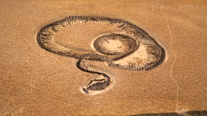 Fossils of Ancient Snake Vasuki Indicus Founded in Kach (Gujarat)