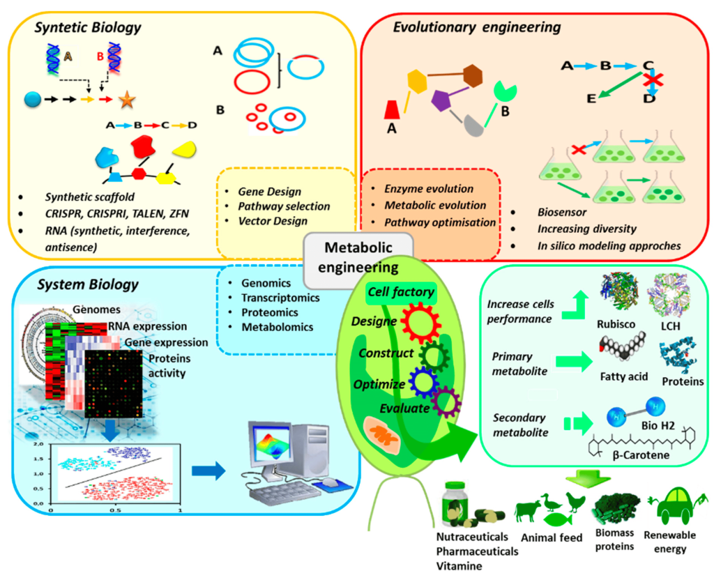 Genetic technology applied to microalgae to optimize production of target metabolites