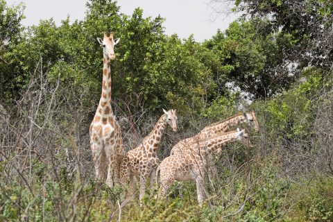 Giraffe Family