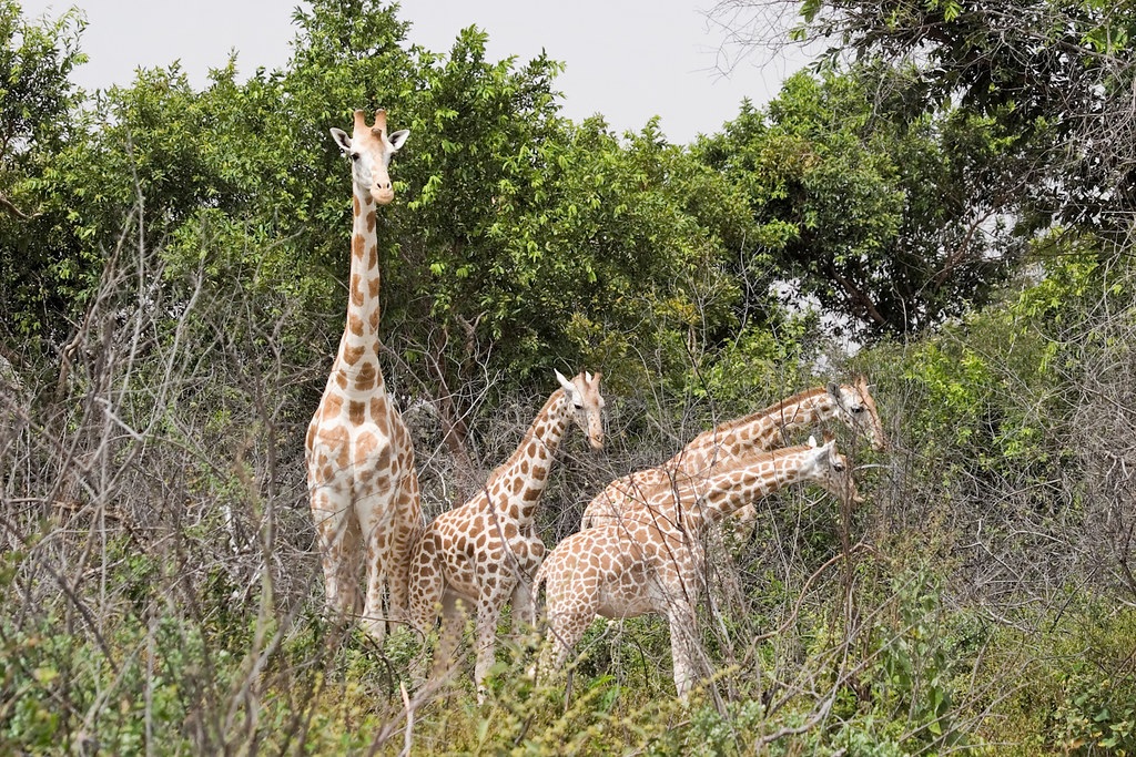 Giraffe Family