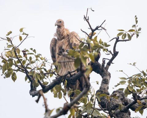 Himalayan griffon vulture