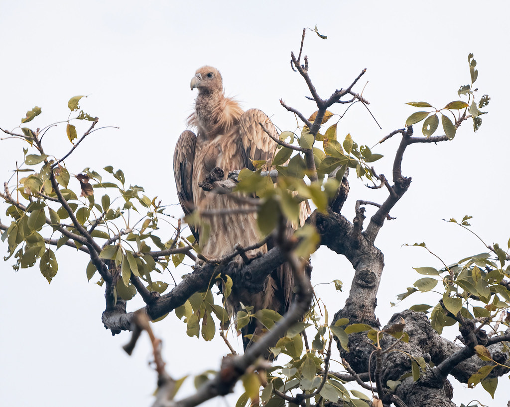 Himalayan griffon vulture