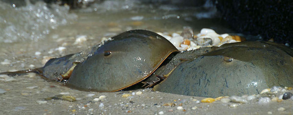 horseshoe-crab (1)