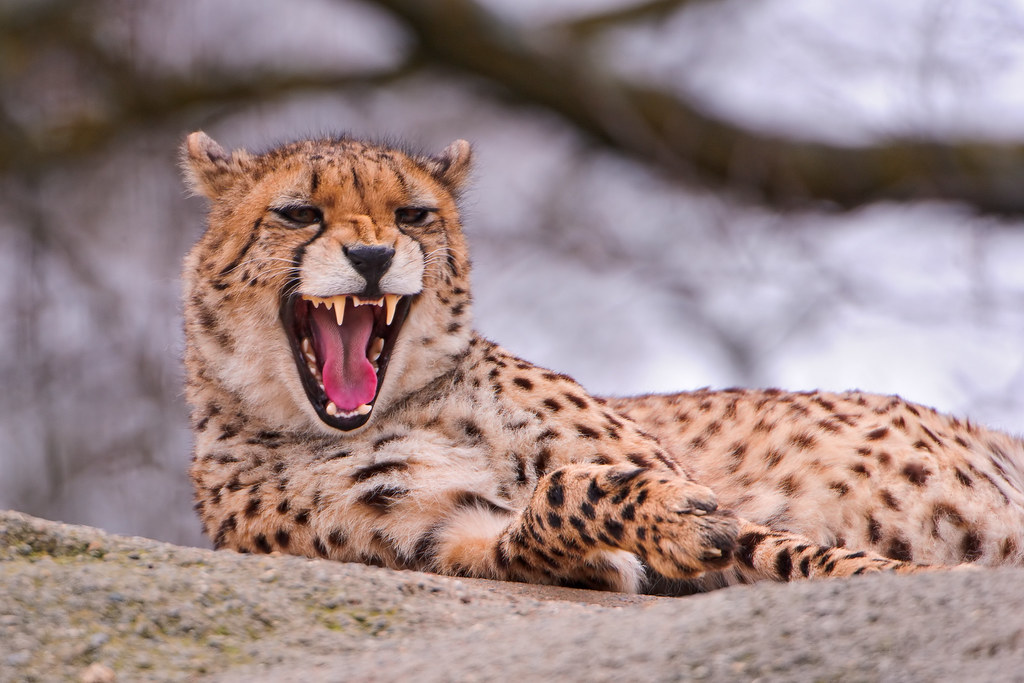 Lying and yawning cheetah