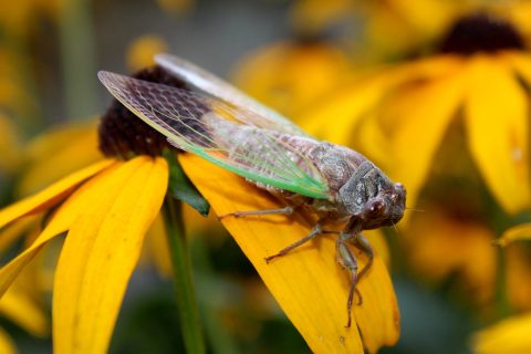 Noisy Cicada, Male