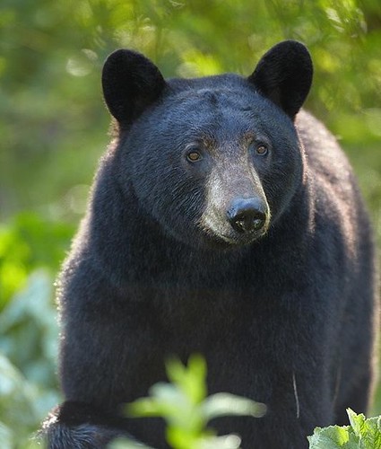 Preventing human-wildlife conflict in BC communities