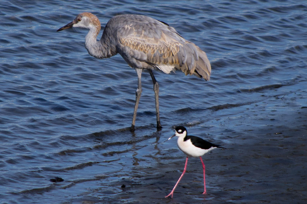 Sandhill Crane and Black-necked Stilt
