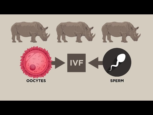 Test-Tube Rhino - Daily Current Affairs for UPSC