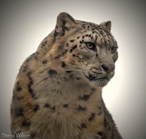 The endangered Snow Leopard