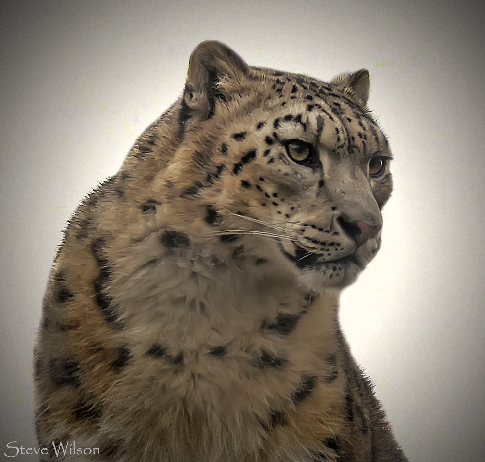 The endangered Snow Leopard