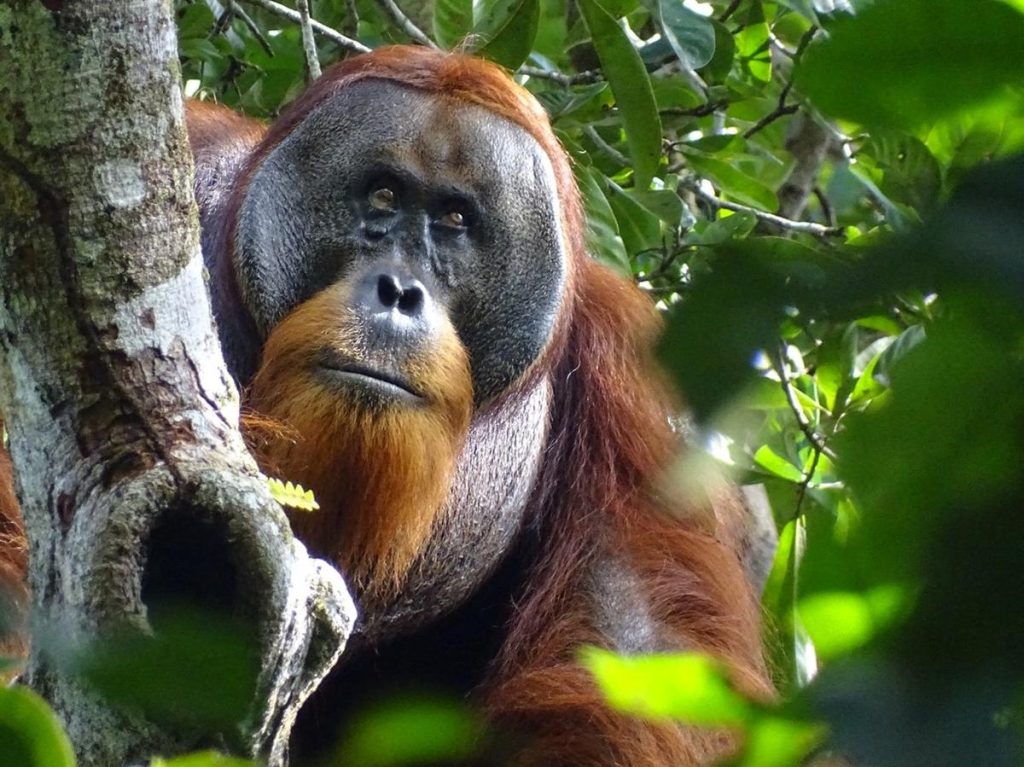 Orangutan Uses Medicinal Plant for Wound Care