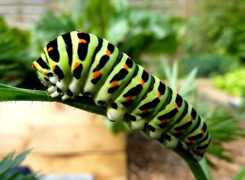 Caterpillars Can Sense Threats