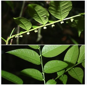 Emblica Chakrabartyi