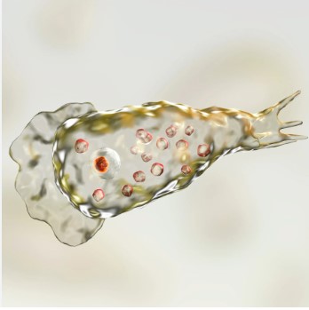 नेगलेरिया फाउलेरी : एक 'ब्रेन इटिंग अमीबा'