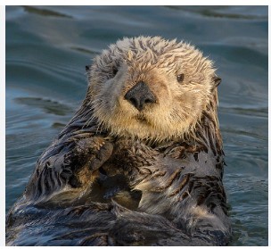Sea Otter