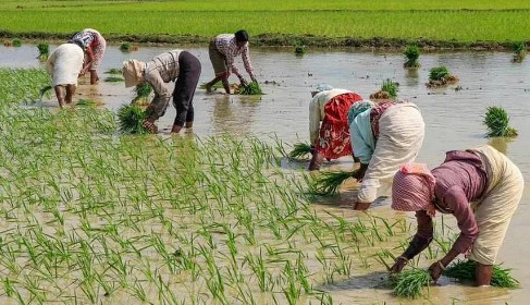 New Biocontrol for Basmati Crop's Foot Rot Disease