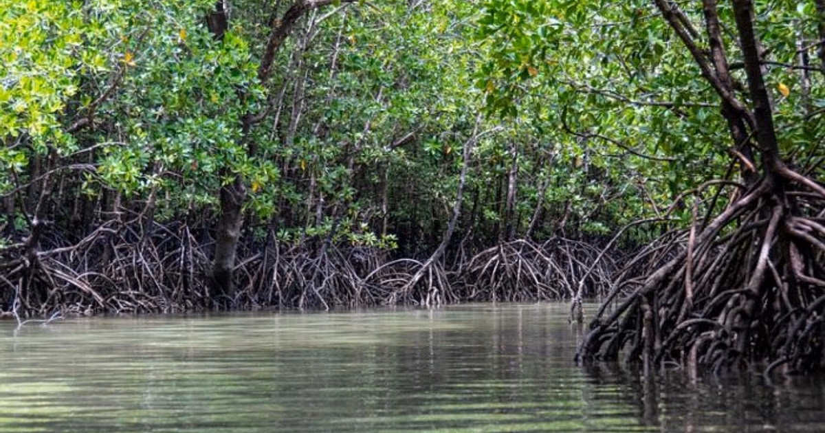 50% of world’s mangroves at risk of collapse