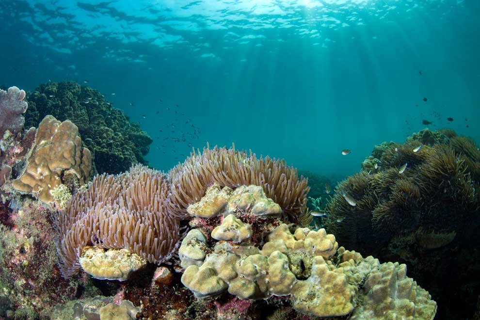 महासागर स्थिति रिपोर्ट