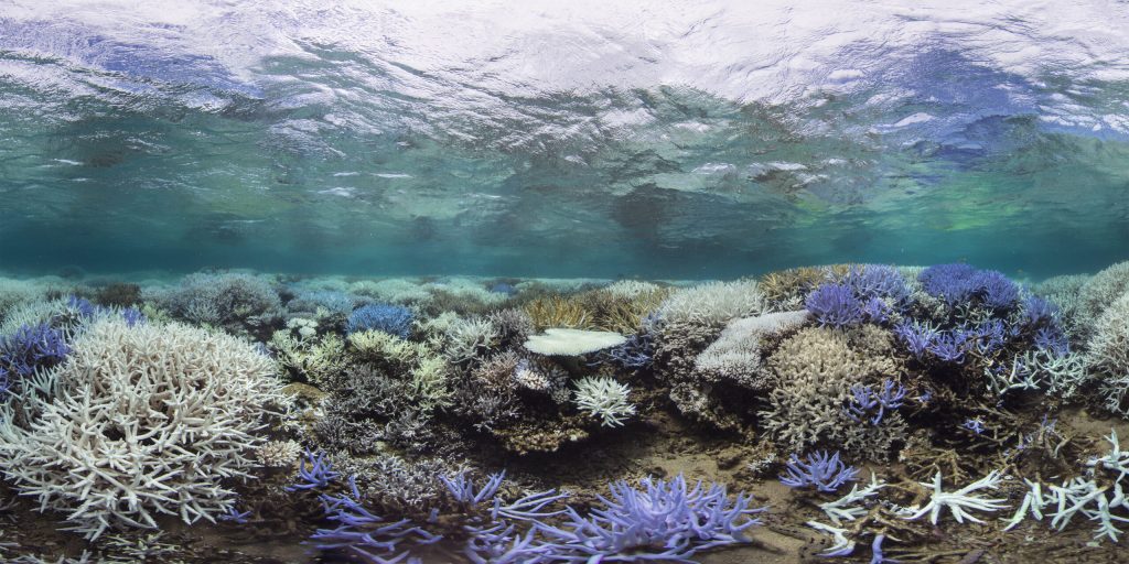 Lakshadweep Most Affected by Coral Bleaching