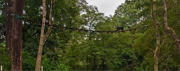 Canopy Bridge for Hoolock Gibbon