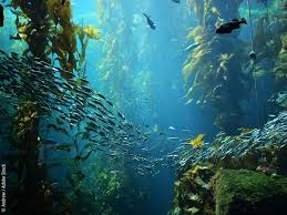 High Seas Biodiversity Treaty