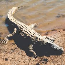 world crocodile day 2023 theme