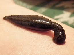 Terrestrial Leech Species Can Jump