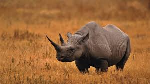 South African Scientists Combat Rhino Poaching