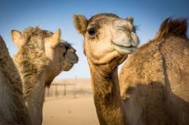 Camelids help in combating desertification