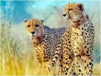 Gandhi Sagar Wildlife Sanctuary – Cheetah’s Second Home