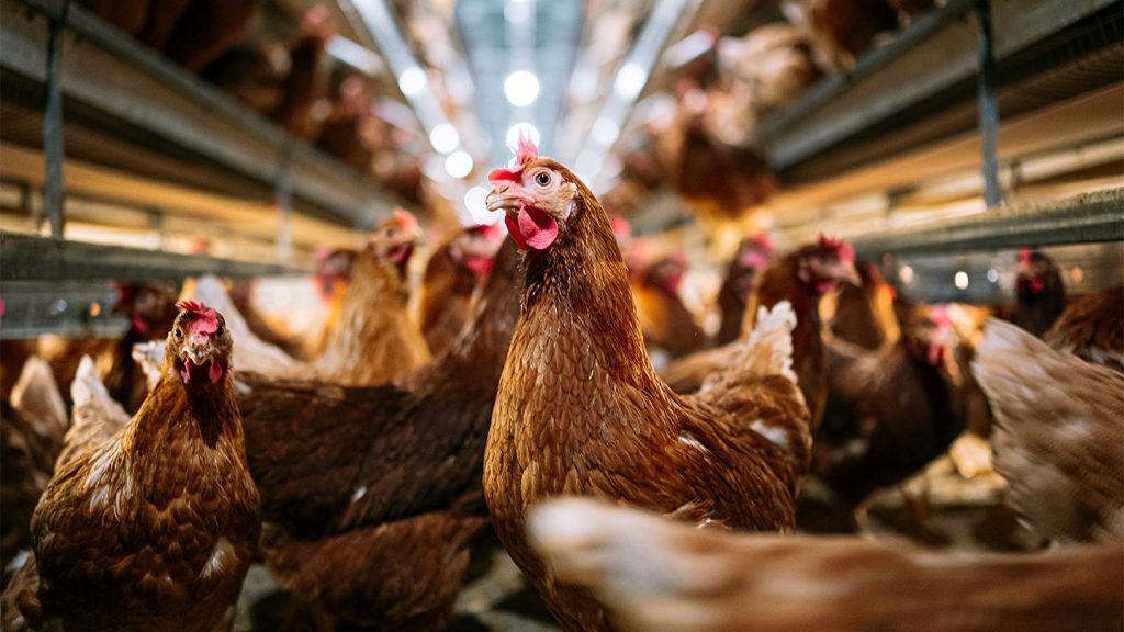 First Human Death from H5N2 Bird Flu