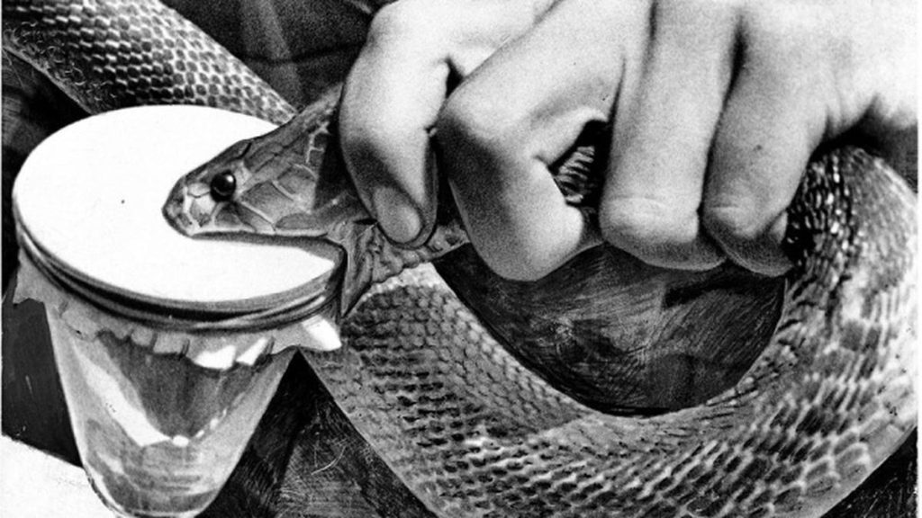 Tinzaparin: An Antithrombotic Drug with Potential to Protect Against Cobra Venom Damage