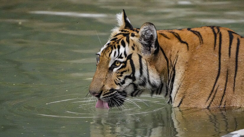 Increasing Tiger’s Mortality in India