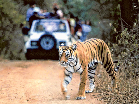 The RRAG report titled India’s Tiger Reserves: Tribals Get Out, Tourists Welcome