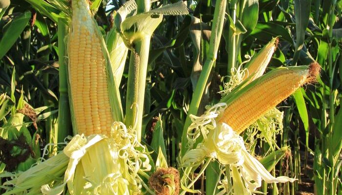 Ethanol Production Shifts from Sugar to Maize