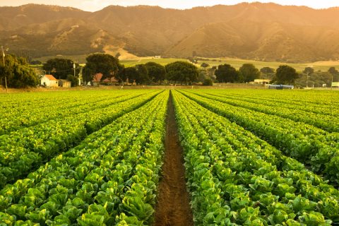 Strategic Planting of energy crops could mitigate biodiversity loss