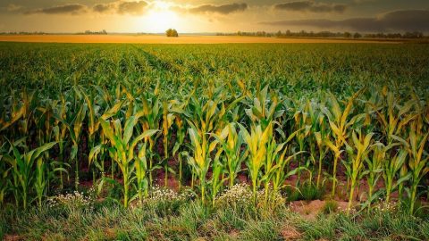Green Revolution in Maize